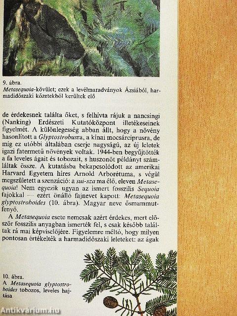 Élő kövületek