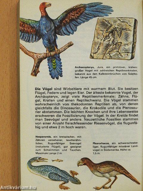Fossilien
