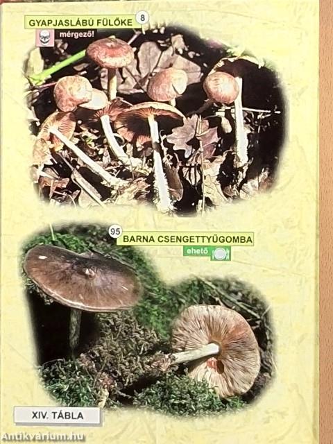 Gombáskönyv