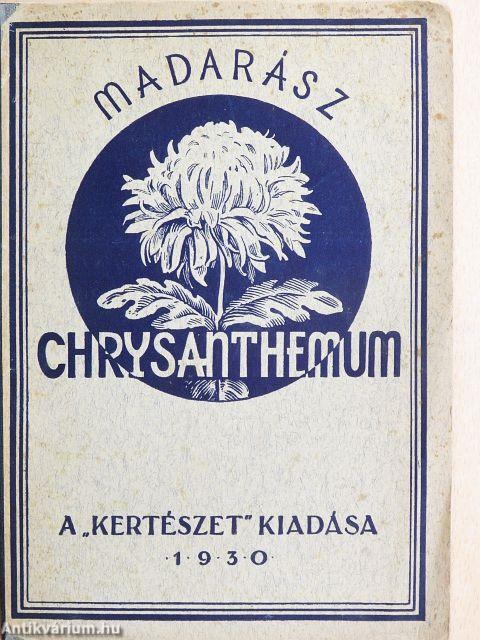 A chrysanthemum termesztése