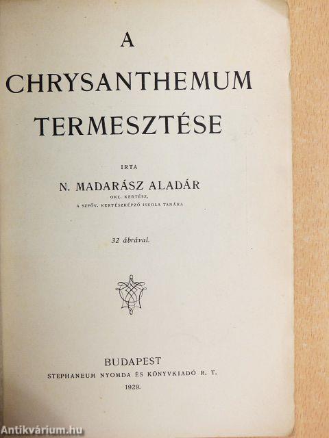 A chrysanthemum termesztése