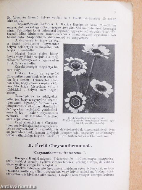 A chrysanthemum termesztése