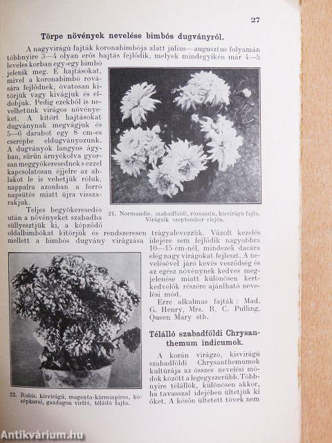 A chrysanthemum termesztése
