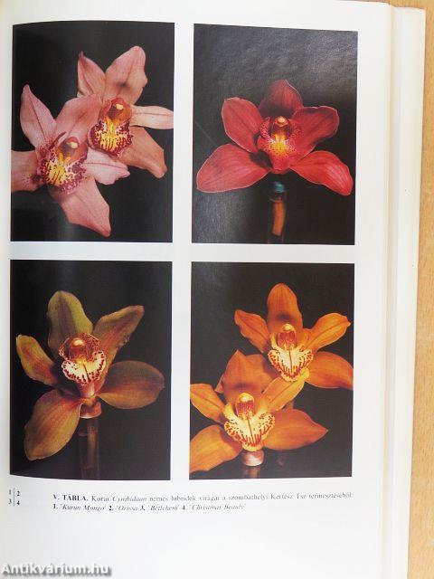 Orchideák és broméliák