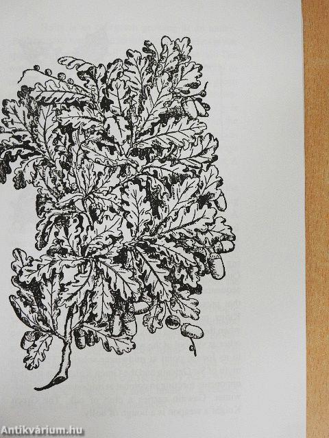 Celtic Tree Magic