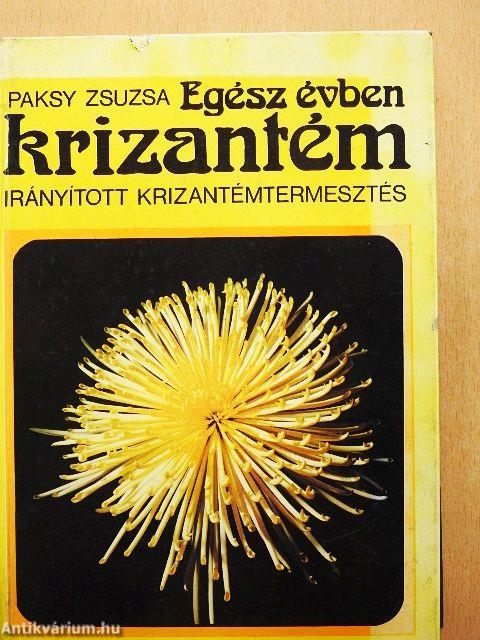 Egész évben krizantém