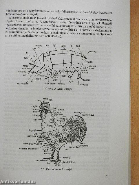 Állattenyésztéstan