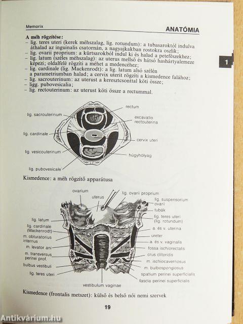 Nőgyógyászat