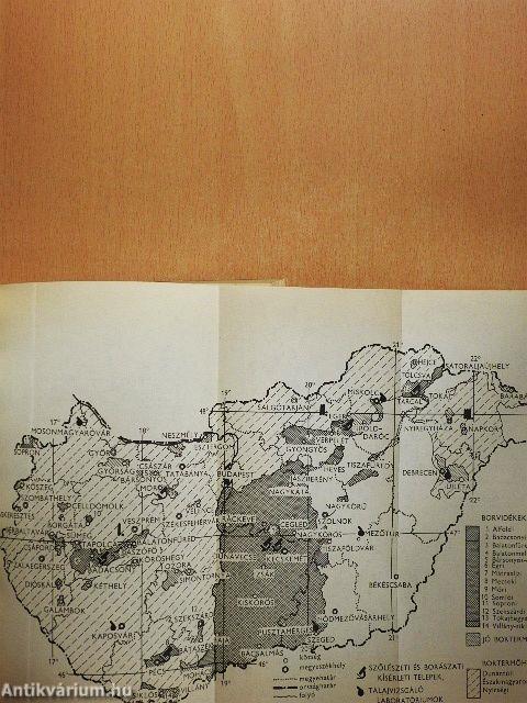Szőlő és bor