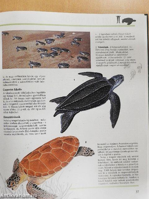 Hüllők és kétéltűek