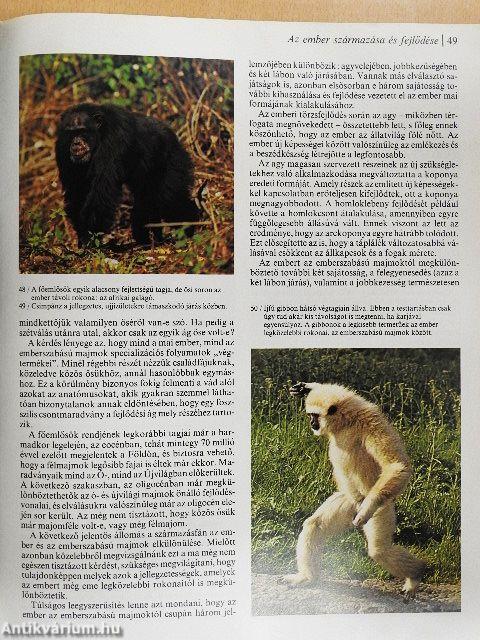Az ember őstörténete