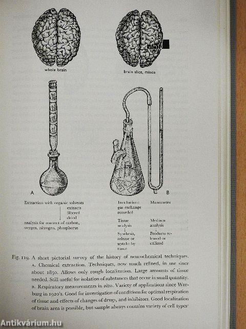 Basic Neurology
