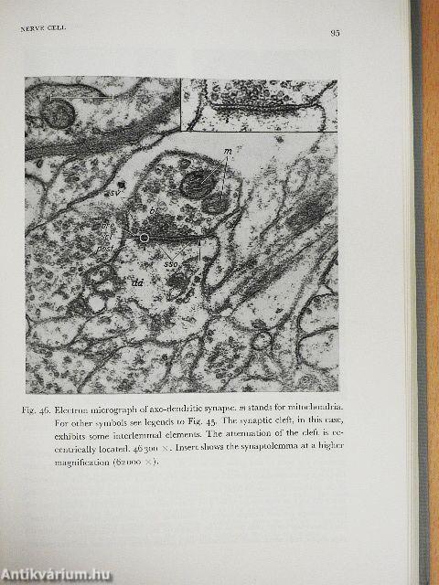 Basic Neurology