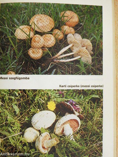 Gombagyűjtési útmutató