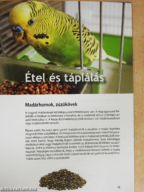 Díszmadarak