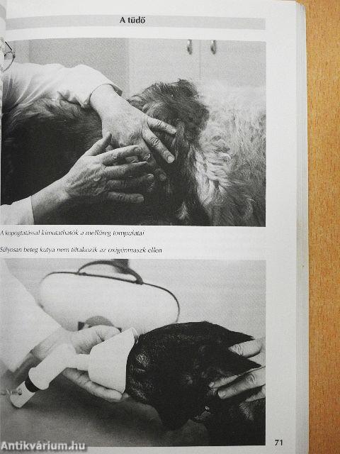 Kutyabetegségek