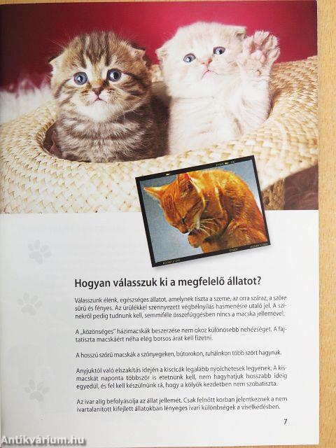 Macska kalauz