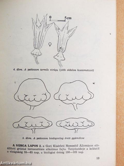 A patisszon termesztése