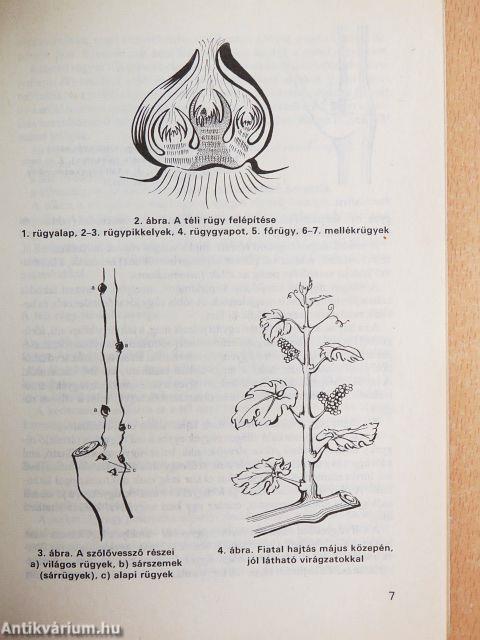 A szőlő metszése