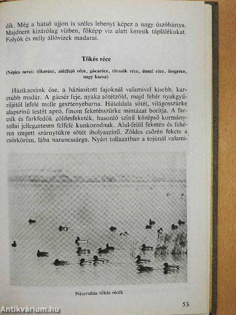 Vízivad
