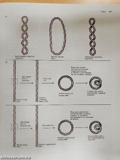 Molecular Cell Biology