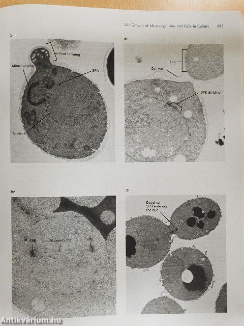 Molecular Cell Biology
