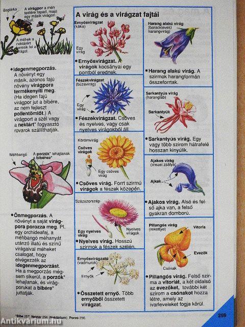 Képes Usborne enciklopédia