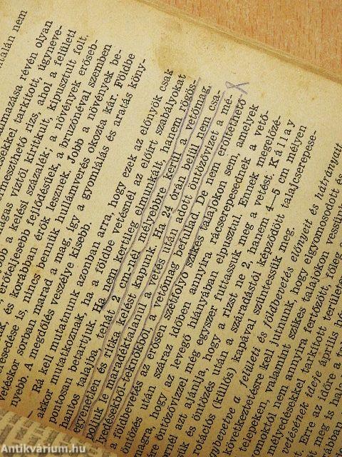 Rizstermesztés