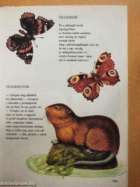 Állatvilág képekben
