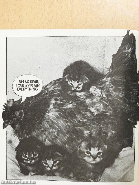 Cat Chat