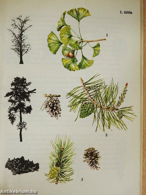 Fák, bokrok