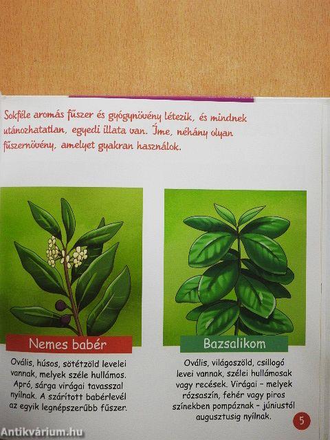 Aromás zöldfűszerek