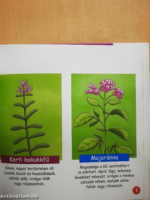 Aromás zöldfűszerek