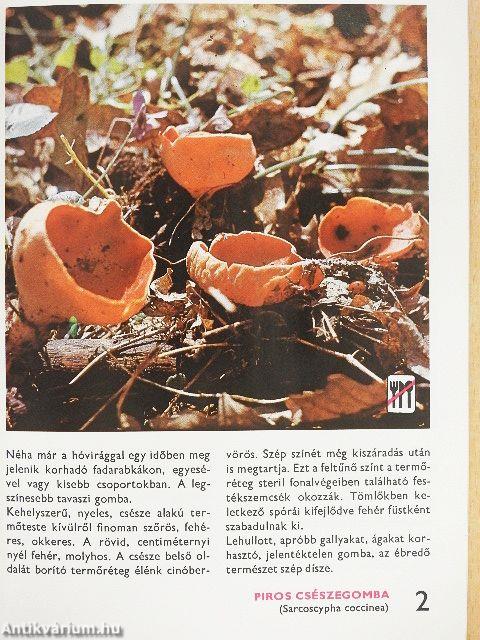 88 színes oldal a leggyakoribb gombákról