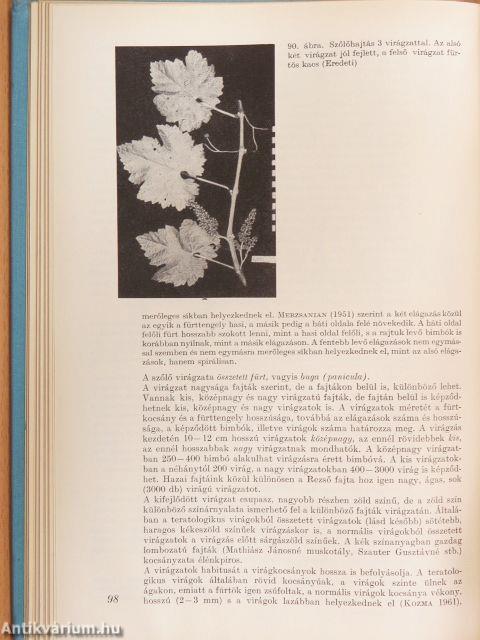 Szőlőtermesztés 1.