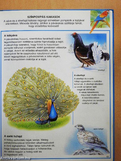 Játékos állatismeret
