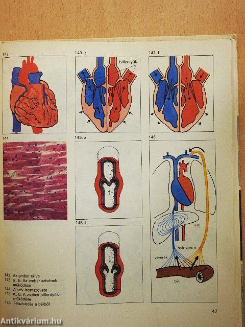 Biológiai album II.