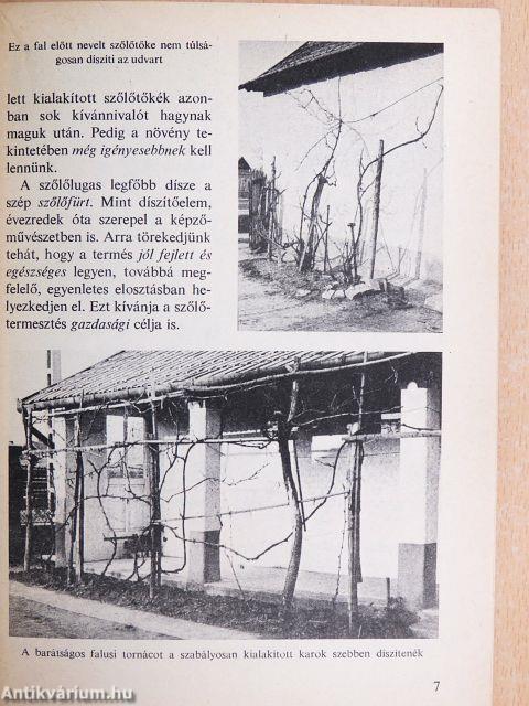 Szőlőlugas