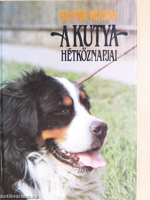 A kutya hétköznapjai
