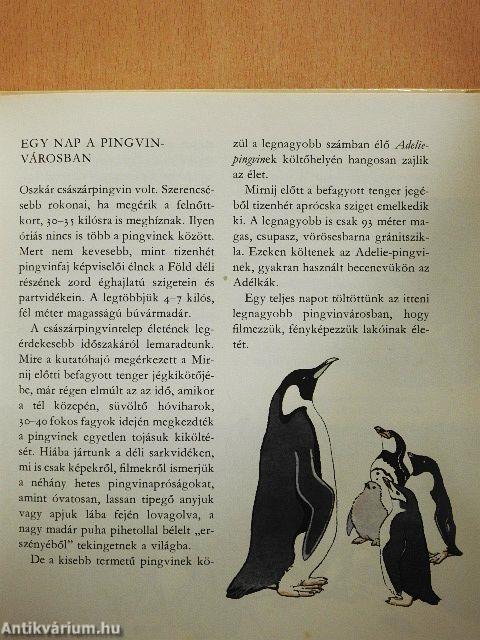 Amiről a jégvilág mesél