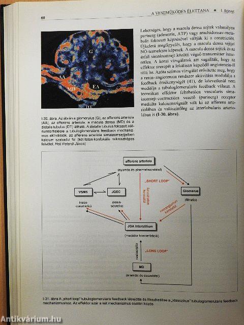 Nephrologia
