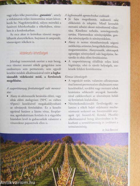 Szőlő