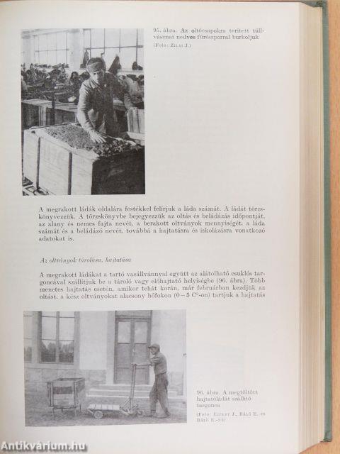 Szőlőtermesztés 2.