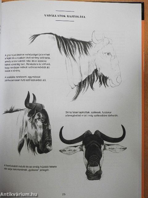Vadállatok rajzolása