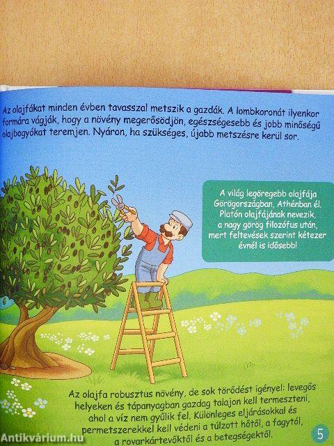 Az olívaolaj