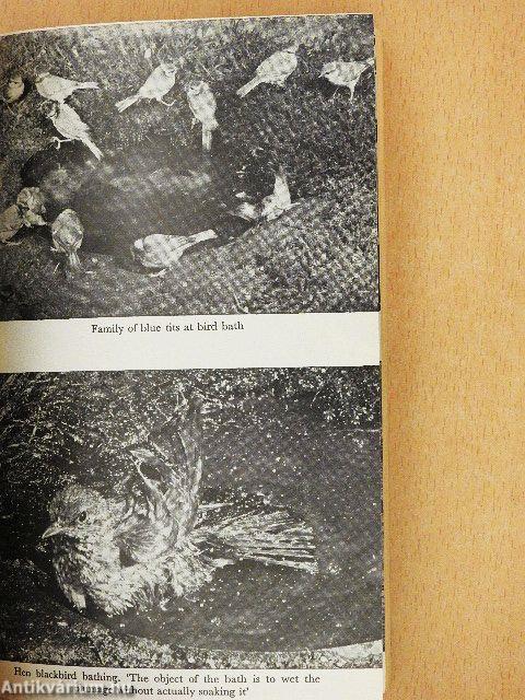 The Bird Table Book