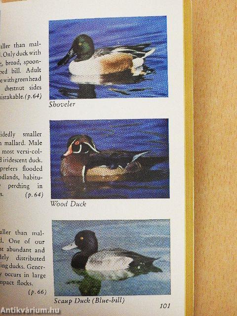 A Pocket Guide to Birds