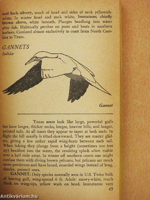 A Pocket Guide to Birds