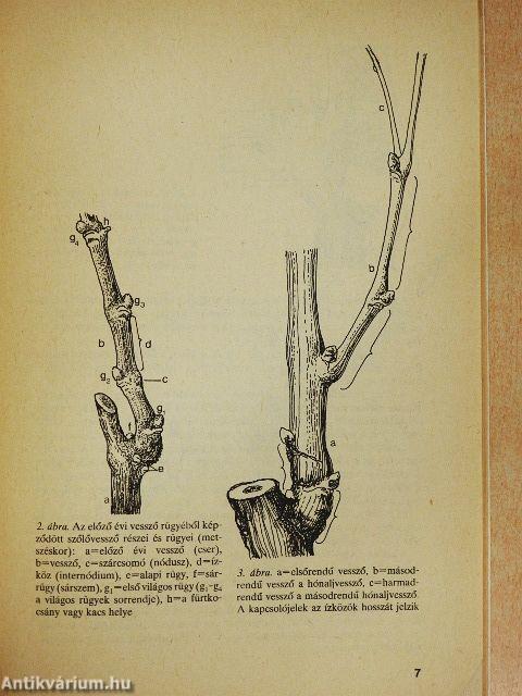 A kordonművelésű szőlő