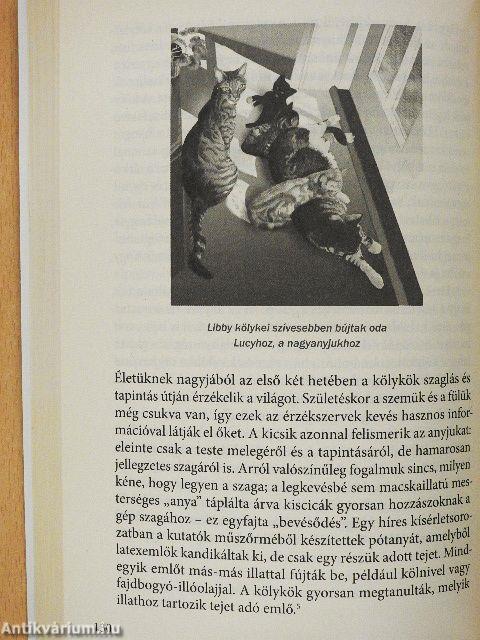 Macskafejjel
